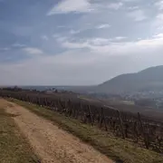 Découvrir la colline du Bollenberg 