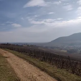 Découvrir la colline du Bollenberg 