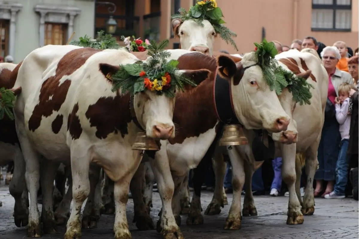 Vaches, moutons et autres animaux descendent des alpages pour retrouver leurs étables. 