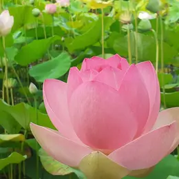 Retraite Yoga & pleine conscience
