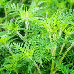 Réunion : Les Ambroisies - Plantes Exotiques Envahissantes