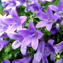 Réunion Publique Faisons Fleurir Notre Village