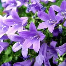 Réunion Publique Faisons Fleurir Notre Village