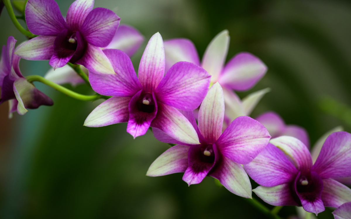 Orchidée de la collection des Serres d'Auteuil