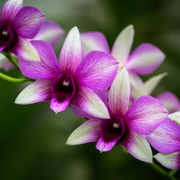 Rêve d'orchidées, un week-end d'animations aux serres d'Auteuil