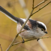 Révision des chants d’oiseaux en balade