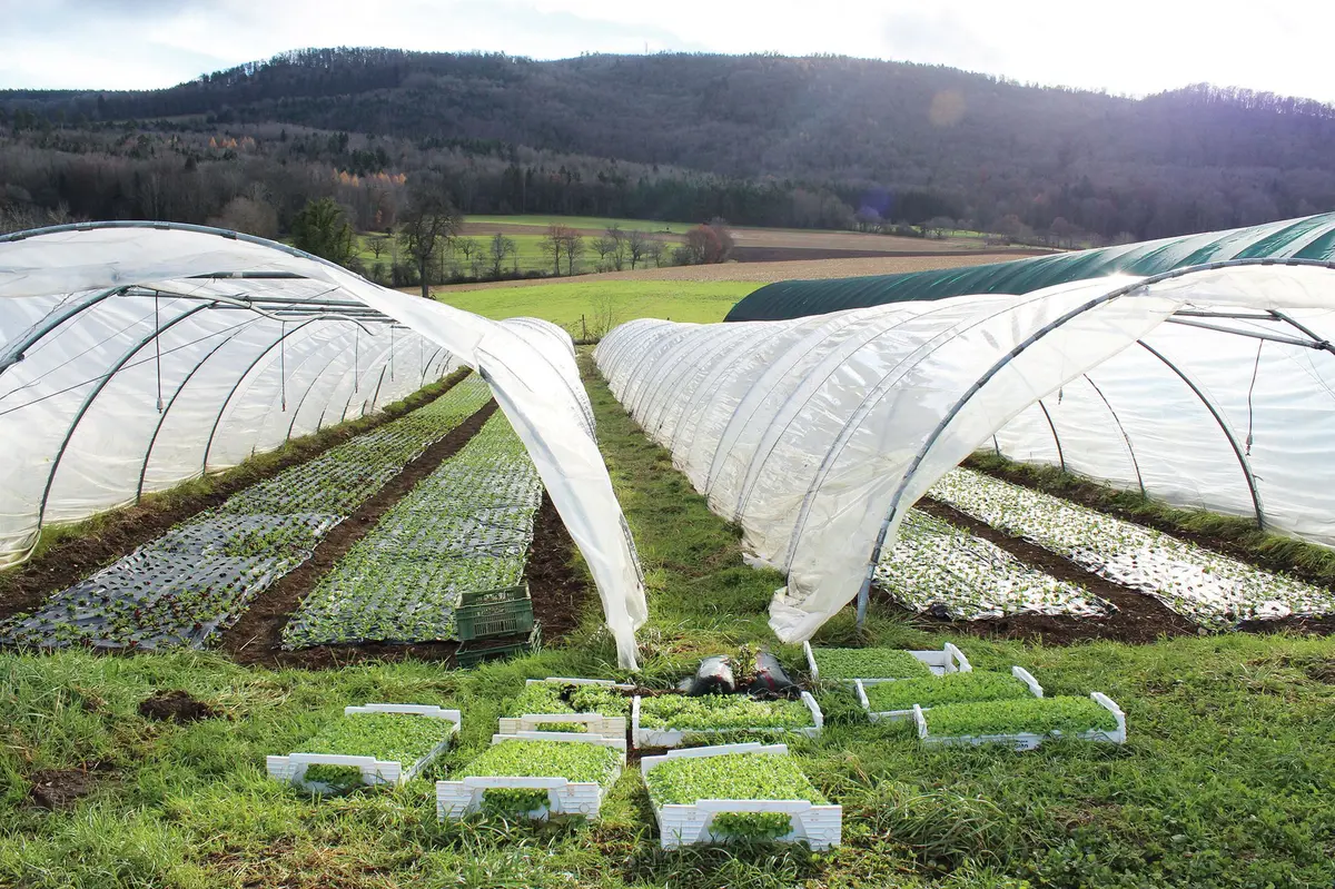 Rhénamap : visite de la ferme du Pfaffenbach, au coeur du Sundgau