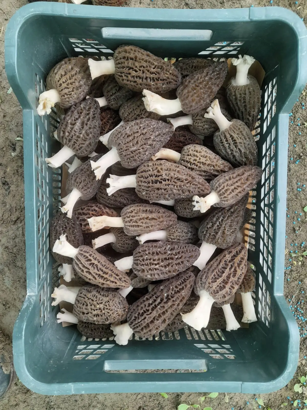 Rhénamap : visite de la ferme du Pfaffenbach, au coeur du Sundgau