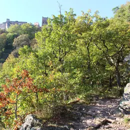 Escapade à Ribeauvillé, la belle médiévale