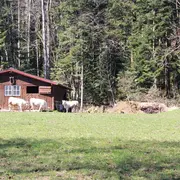 Les lacs de Neuweiher par le chemin de pierres