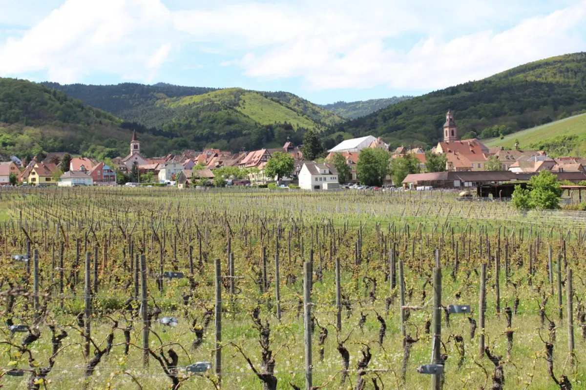 La perle du vignoble