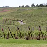 Le sentier des Grands Crus, vue imprenable sur le vignoble alsacien