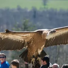 Rocher des Aigles