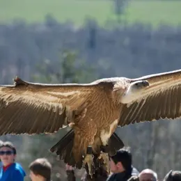 Rocher des Aigles