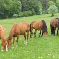 Les chevaux du ranch en liberté dans leur pré DR