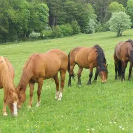 Rockin'K Ranch