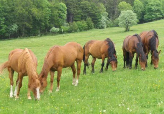 Les chevaux du ranch en liberté dans leur pré