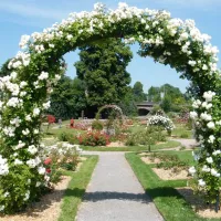 Toutes sortes de roses sont à découvrir à la Roseraie de Saverne DR