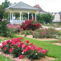 La Roseraie de Saverne dispose de plus de 550 espèces de roses différentes DR