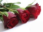 Quoi de mieux qu\'un joli bouquet de roses pour faire plaisir à l\'être aimé ?