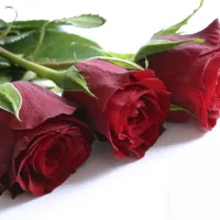 Quoi de mieux qu'un joli bouquet de roses pour faire plaisir à l'être aimé&nbsp;? &copy; Renata Osinska - fotolia.com