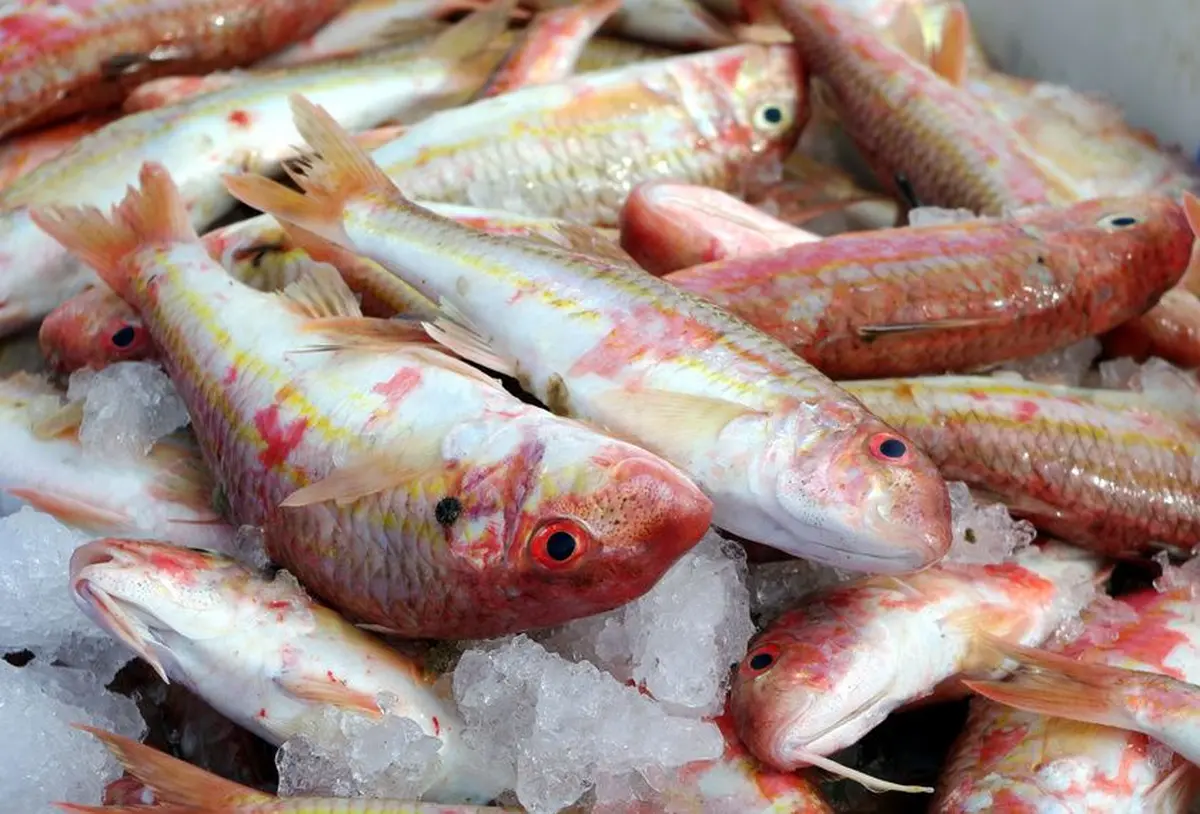 Du rouget barbet en pagaille !