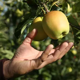 Route de la Pomme du Limousin - Visite verger 2026