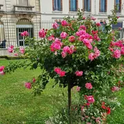 Route de la Rose à Montargis