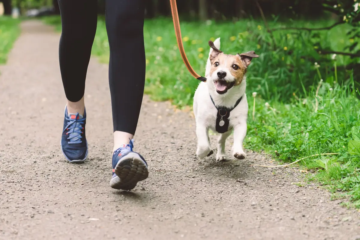 Running Dog Club de Paris : courir avec son chien dans le Bois de Boulogne