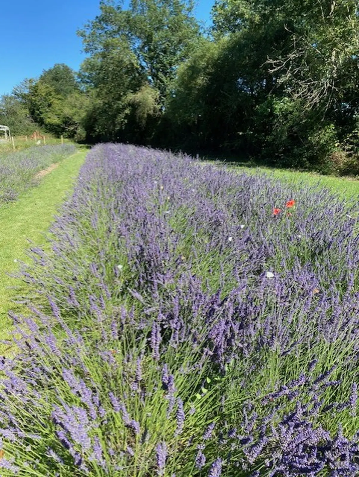 RV aux jardins au Château de Frétay à Savigny-sur-Braye