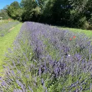 RV aux jardins au Château de Frétay à Savigny-sur-Braye