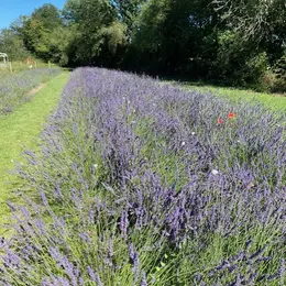 RV aux jardins au Château de Frétay à Savigny-sur-Braye