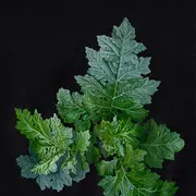 (S'EN) SORTIR, exposition Karine Bedjidian