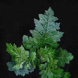 (S'EN) SORTIR, exposition Karine Bedjidian