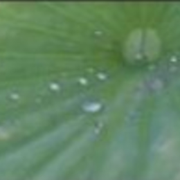 S'inspirer des plantes et de leurs propriétés imperméables, conférence de Jérôme Fresnais