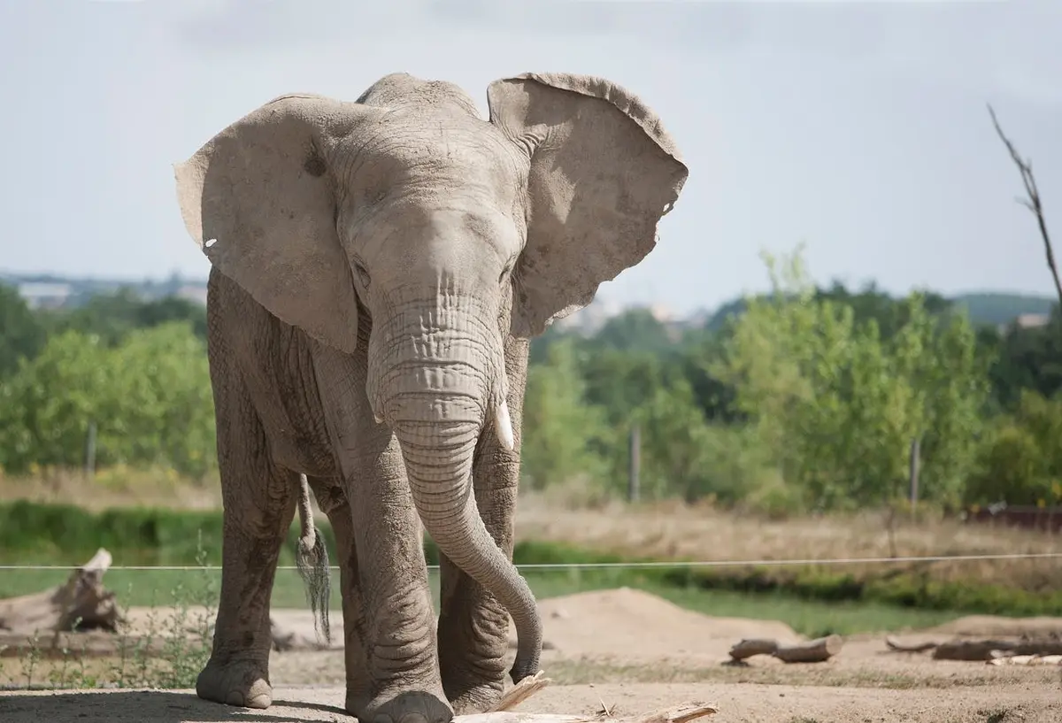 Un éléphant se tenant sur la terre ferme avec de la verdure et des buissons en arrière-plan lors d'une journée ensoleillée.