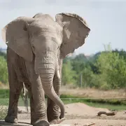 Safari de Peaugres: Billet d'entrée