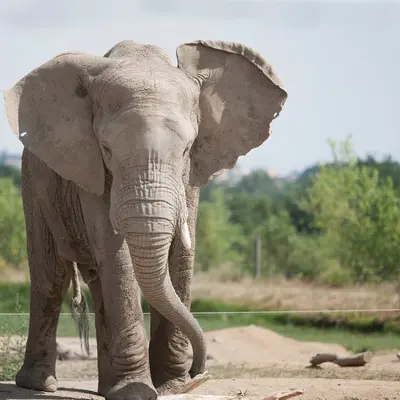 Découvrez le Safari de Peaugres en Ardèche