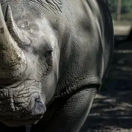 Safari de Peaugres