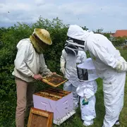 Safari-Découverte des abeilles
