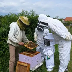 Safari-Découverte des abeilles
