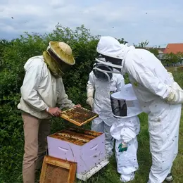 Safari-Découverte des abeilles