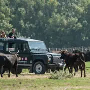Safari demi-journée en 4x4 au Grau-du-Roi (30)