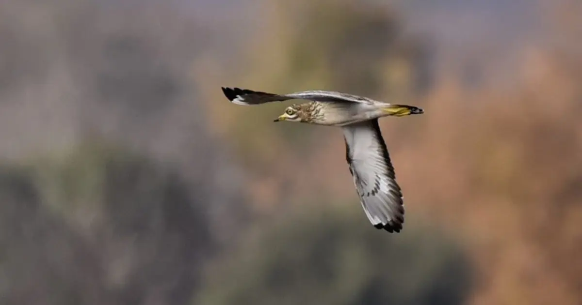Safari nature à vélo guidé entre Meung-sur-Loire et Lestiou