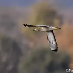 Safari nature à vélo guidé entre Meung-sur-Loire et Lestiou