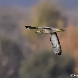 Safari nature à vélo guidé entre Meung-sur-Loire et Lestiou