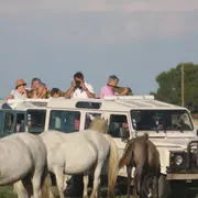 Safari photo en 4x4 depuis Aigues-Mortes (30)