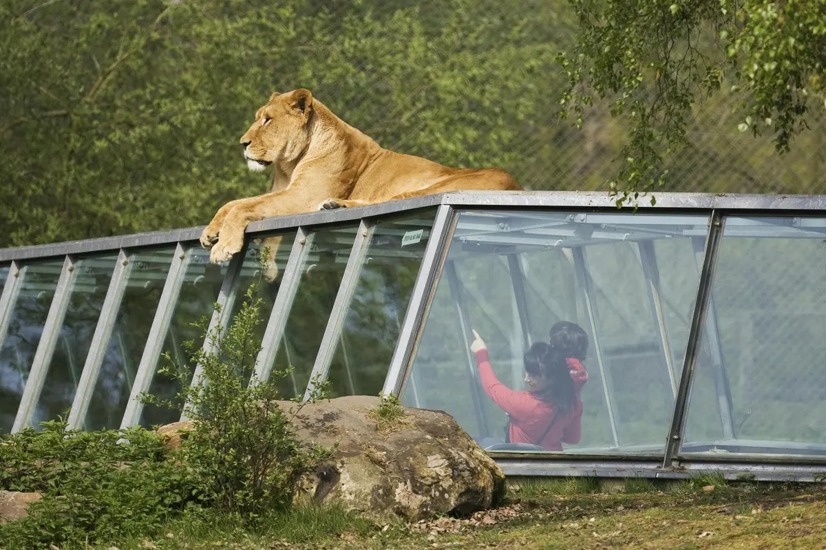 Safari Thoiry : Billet d'entrée