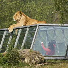 Safari Thoiry : Billet d'entrée