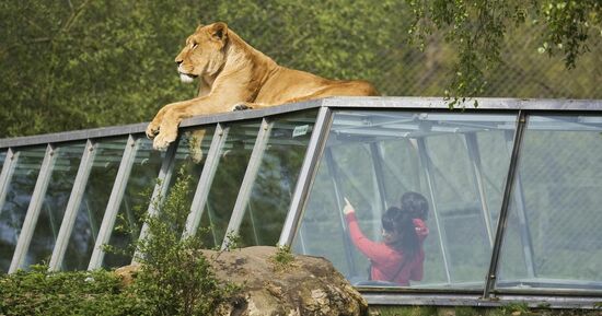 Safari Thoiry : Billet d'entr&eacute;e